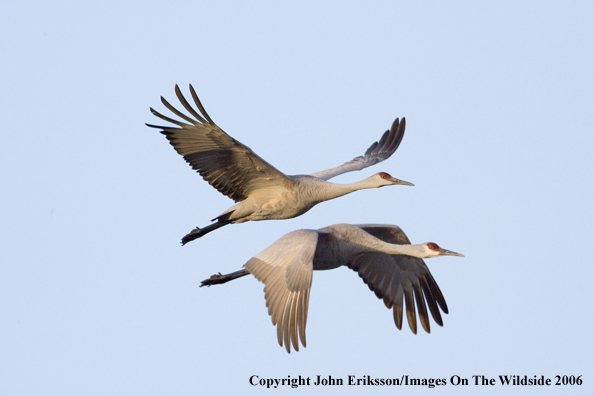 Sandhill cranes in flight.