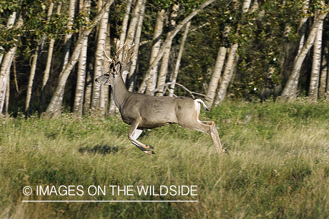 Mule deer in habitat.