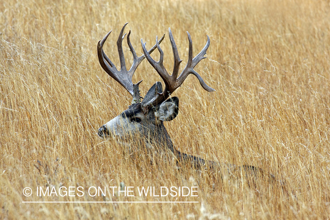 Mule deer buck in habitat. 