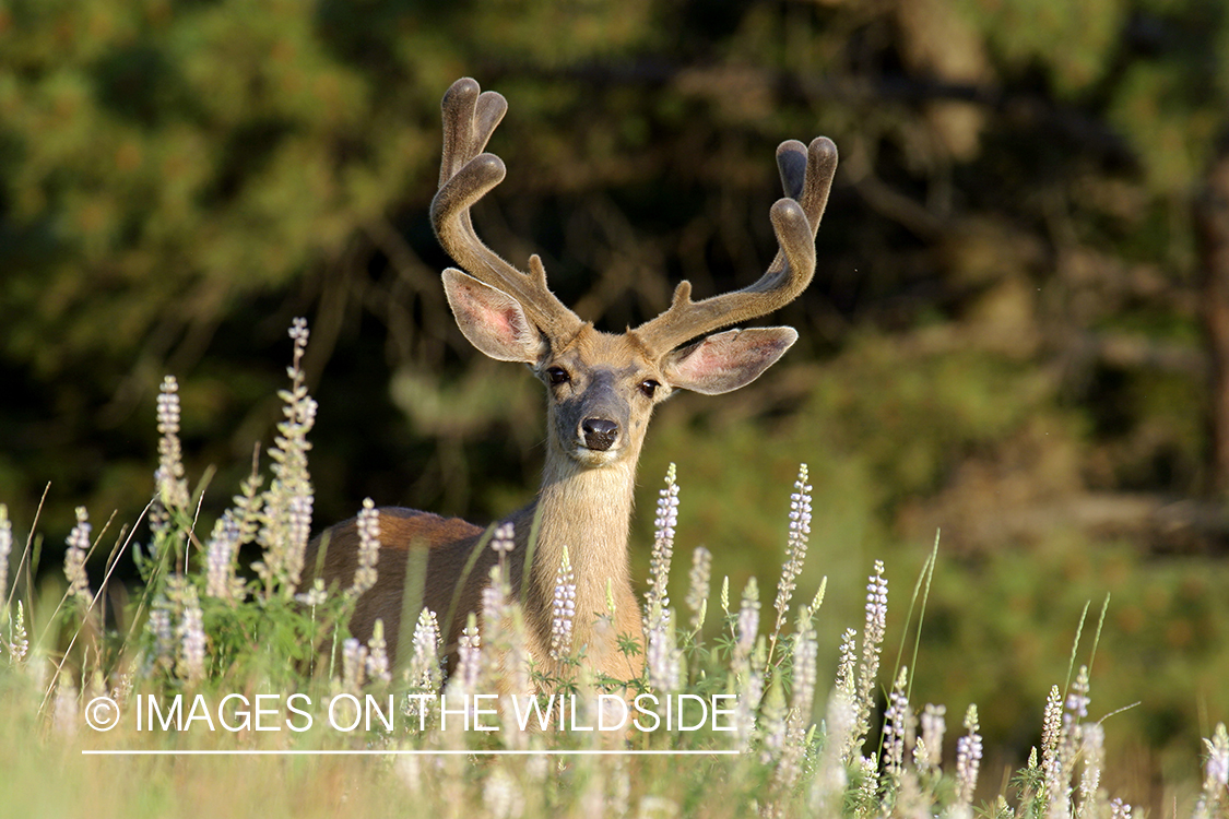 Mule deer buck in habitat. 