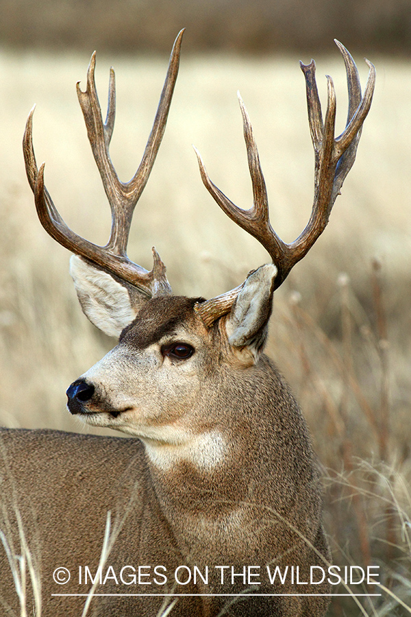 Mule deer buck in habitat. 