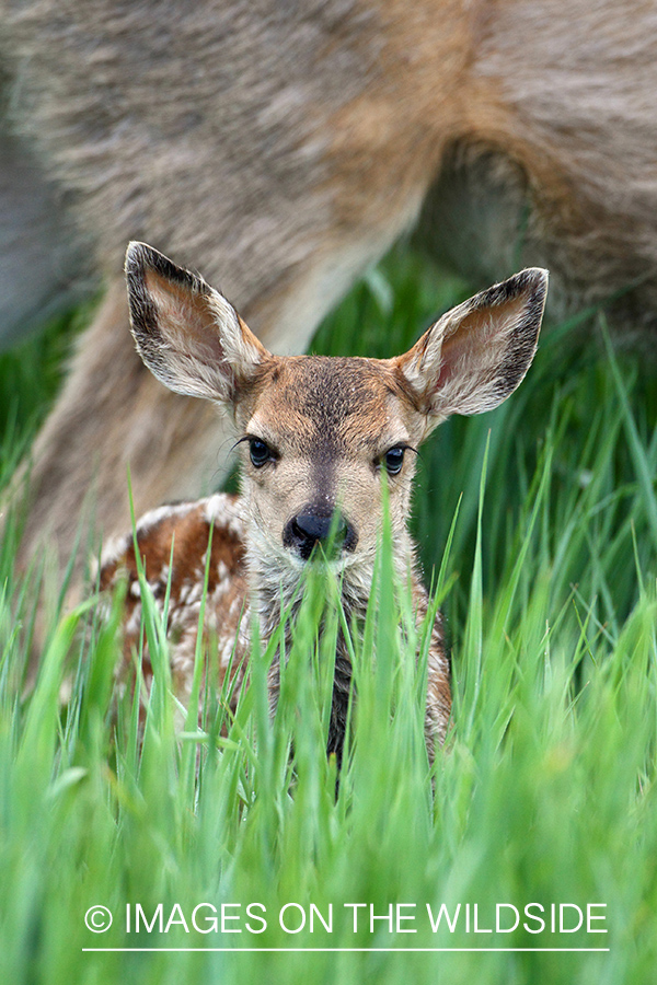 Mule deer fawn in habitat.