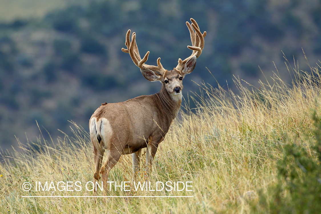 Mule deer buck in velvet.