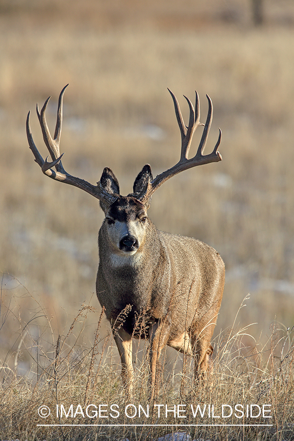 White-tailed buck in field in late fall.