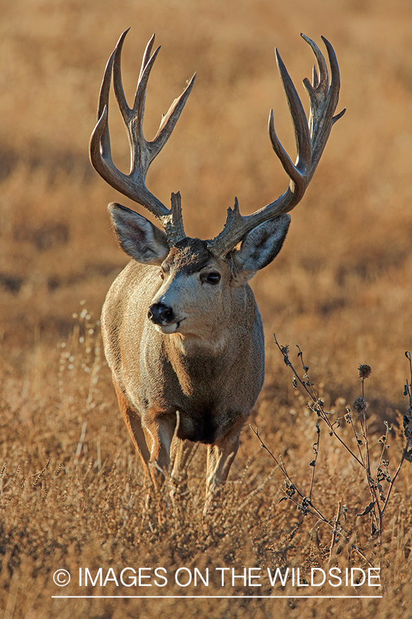 Mule deer buck in rut.