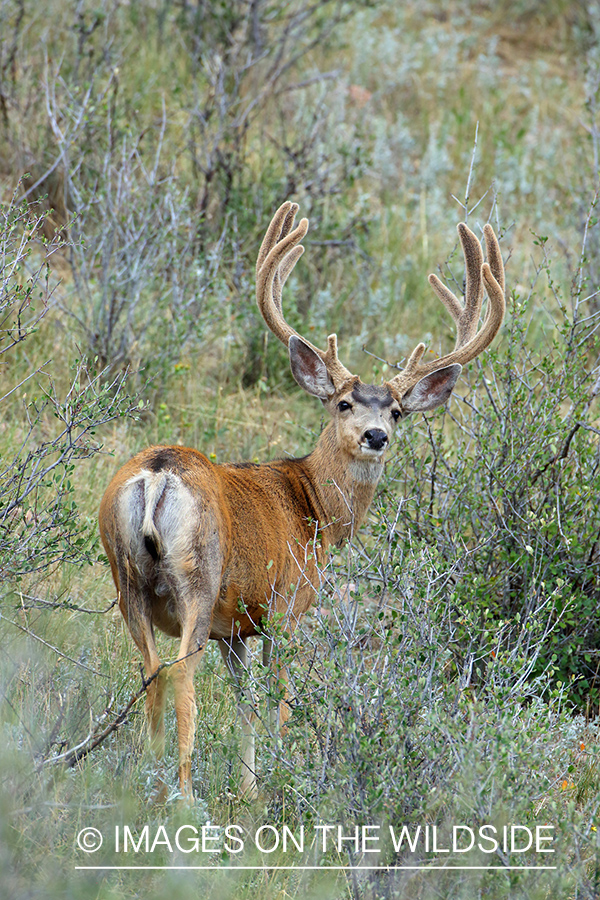 Mule buck in Velvet.