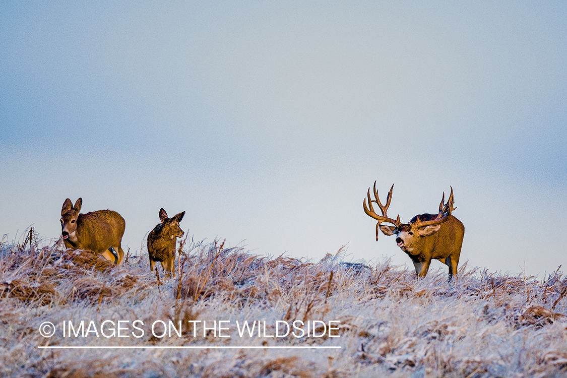 Mule deer buck chasing doe.