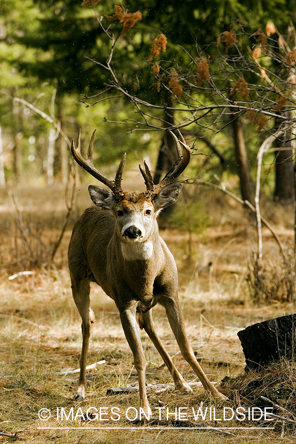 White-tailed deer in habitat