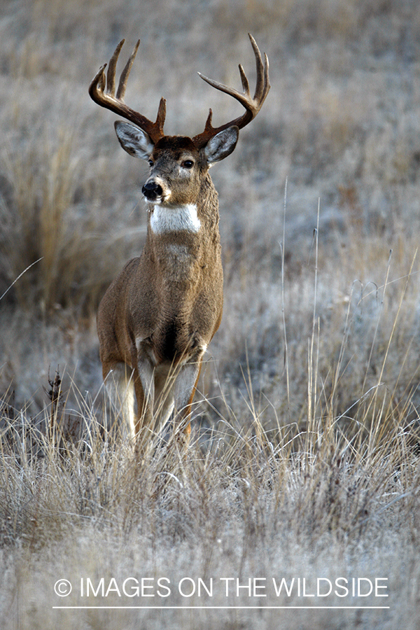 Whitetail Buck