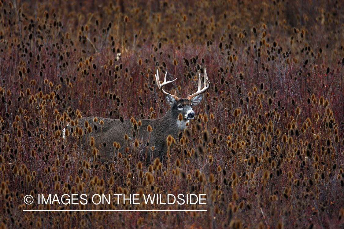 Whitetail Buck in Field