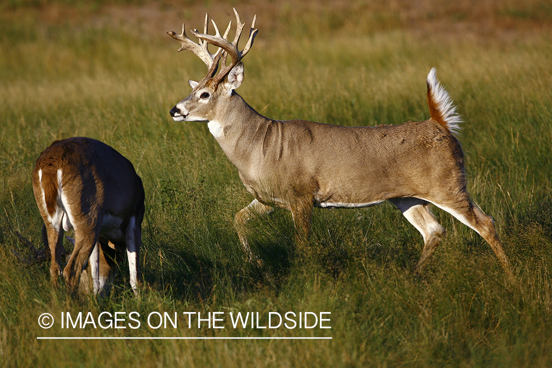 Whitetail bucks in habitat