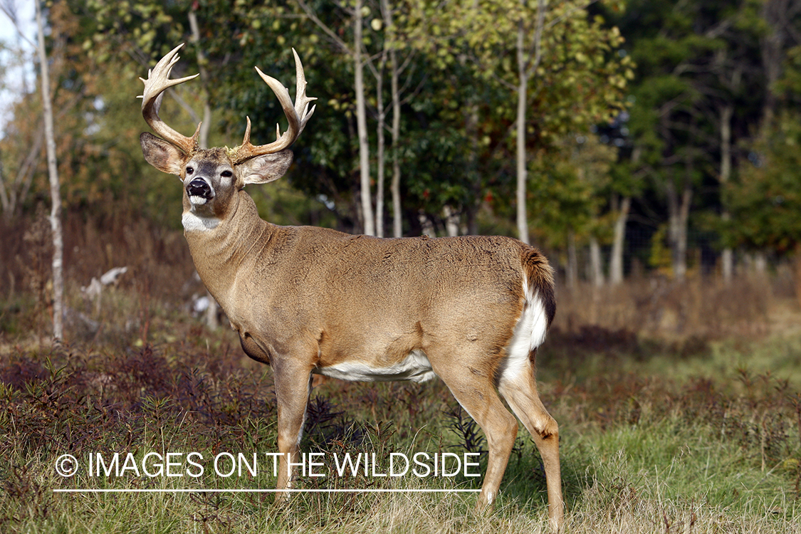 Whitetail buck in habitat