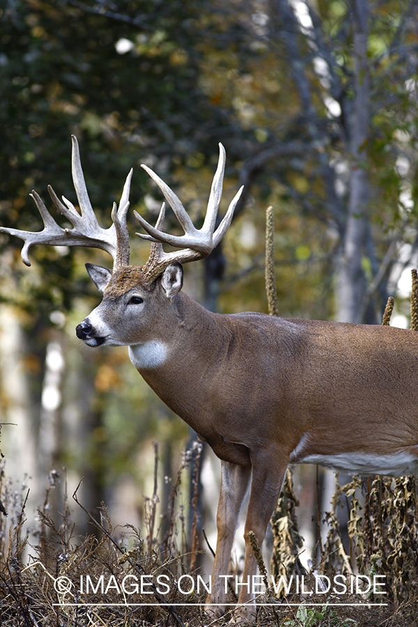 Whitetail buck in habitat