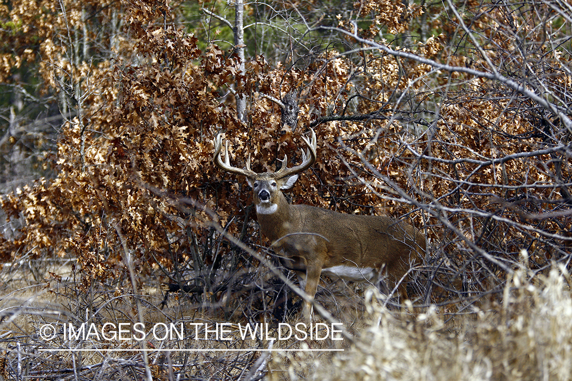 Whitetail buck in habitat.