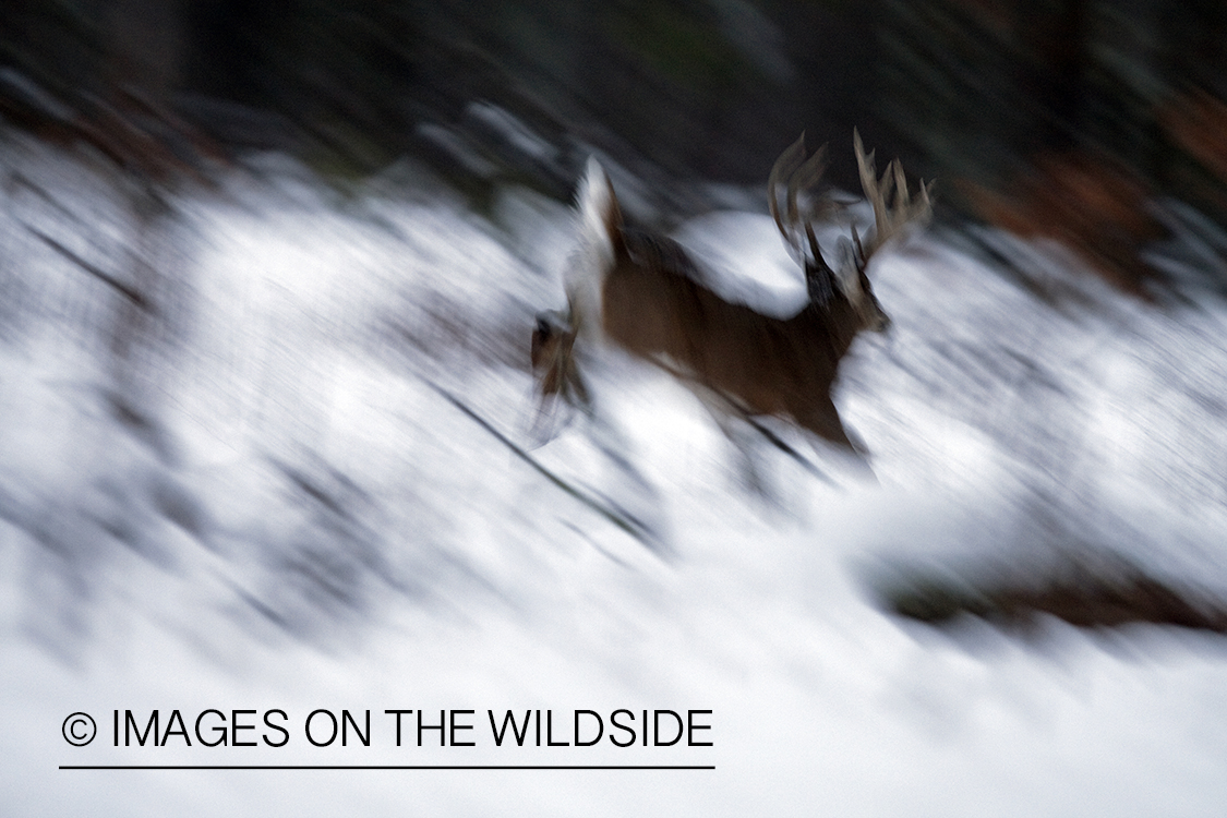 White-tailed buck in habitat.