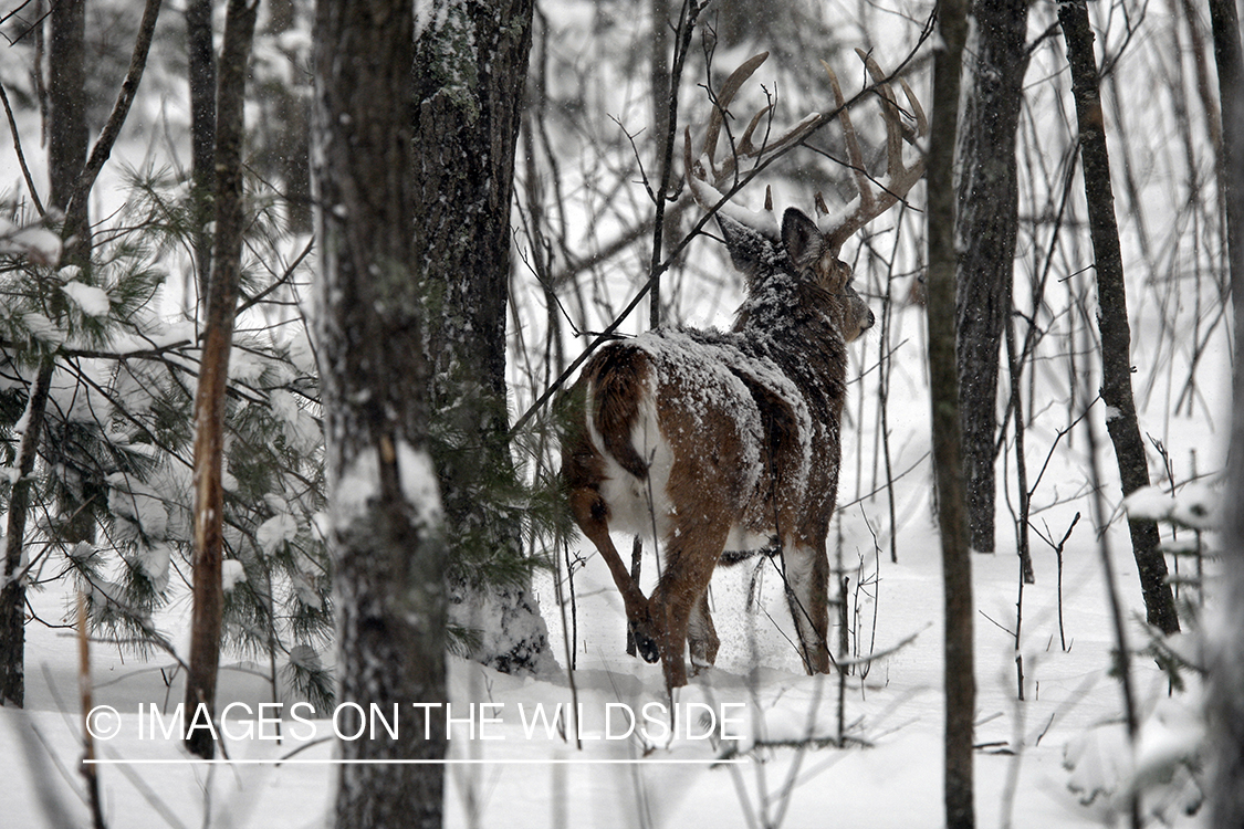 White-tailed buck in habitat.