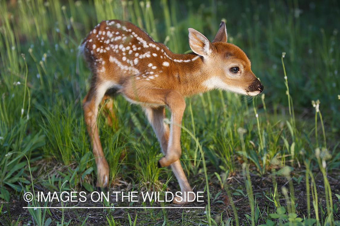 White-tailed Deer Fawns