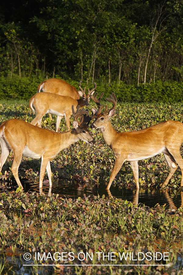 Whie-tailed deer apple creek