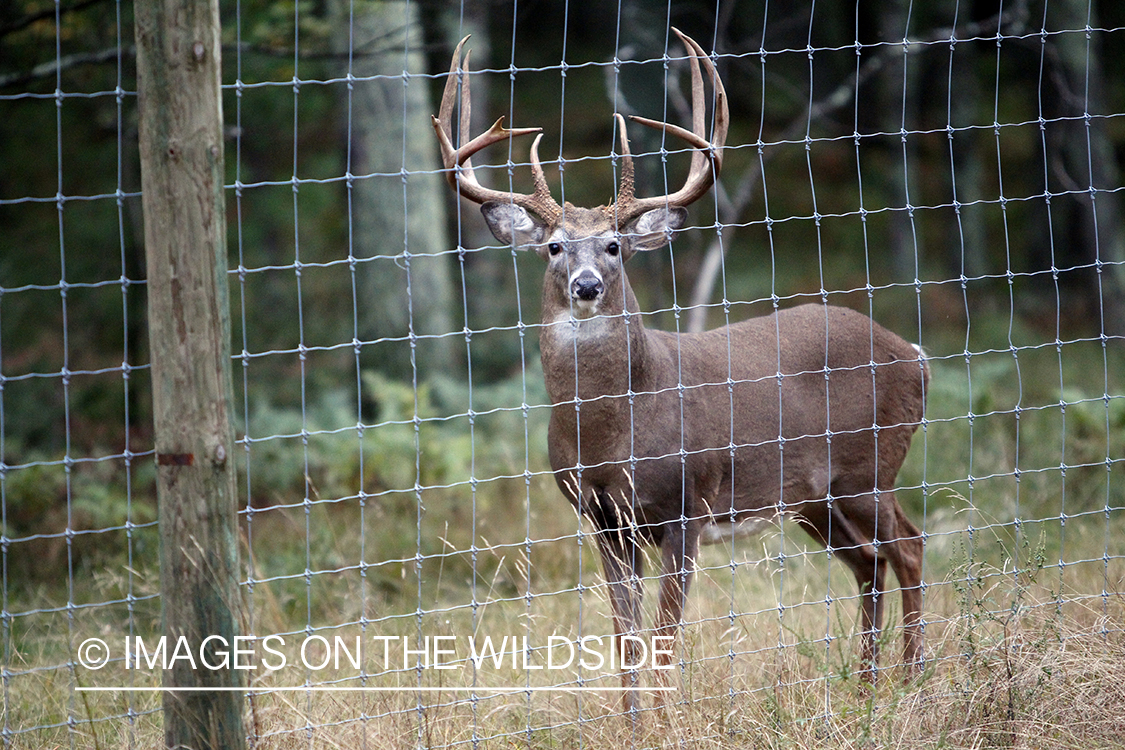 Captive white-tailed buck