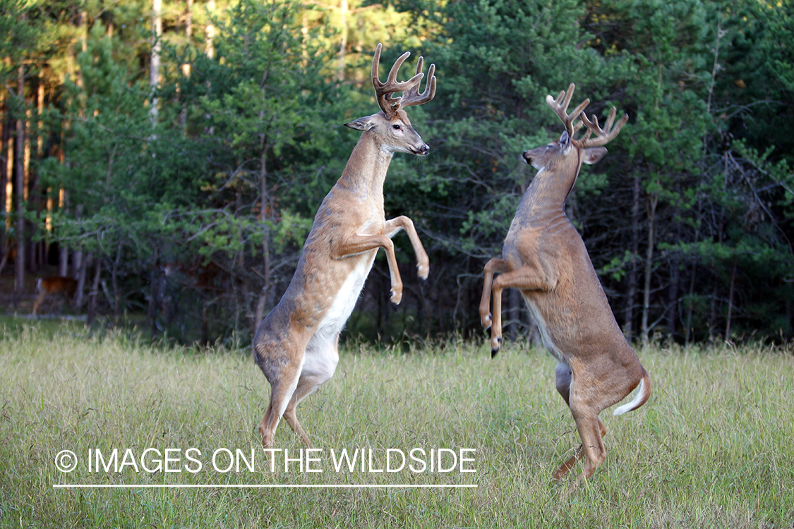 White-tailed bucks fighting