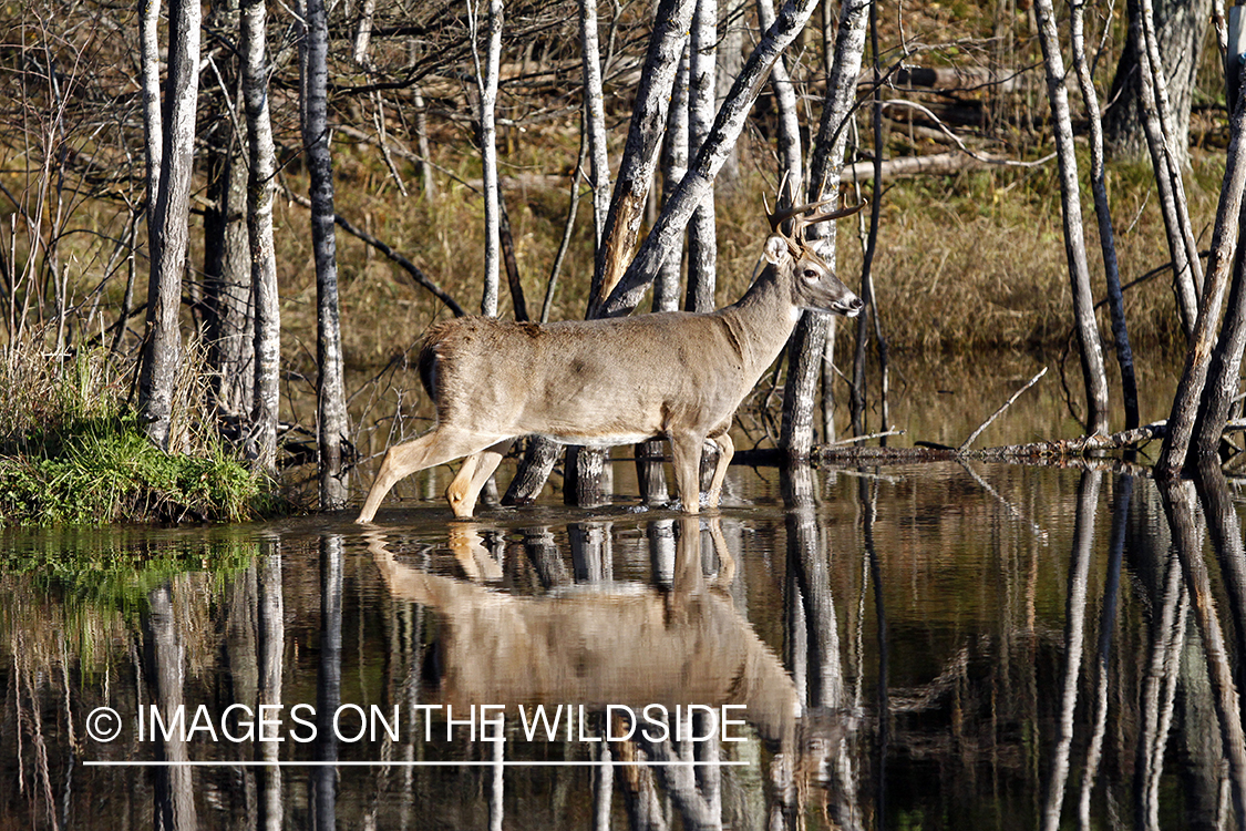 White-tailed buck in habitat. *