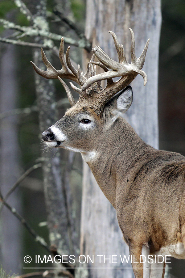 White-tailed buck in habitat. *