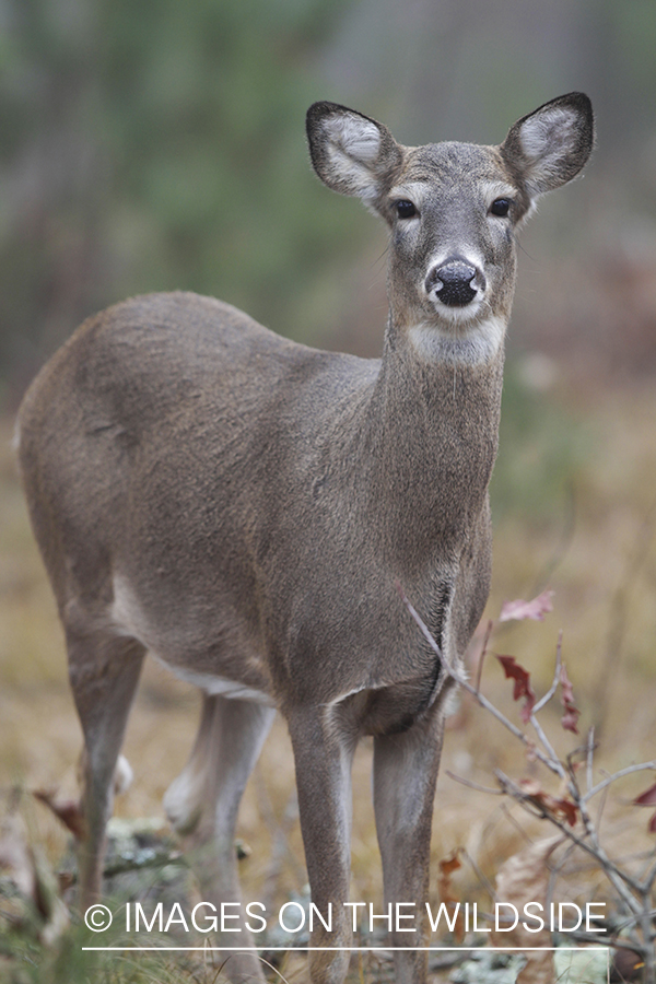 White-tailed doe in habitat. *