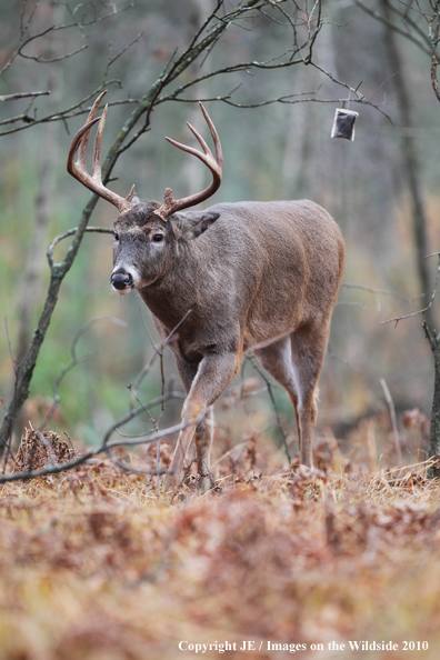 White-tailed deer investigating scent lure. 