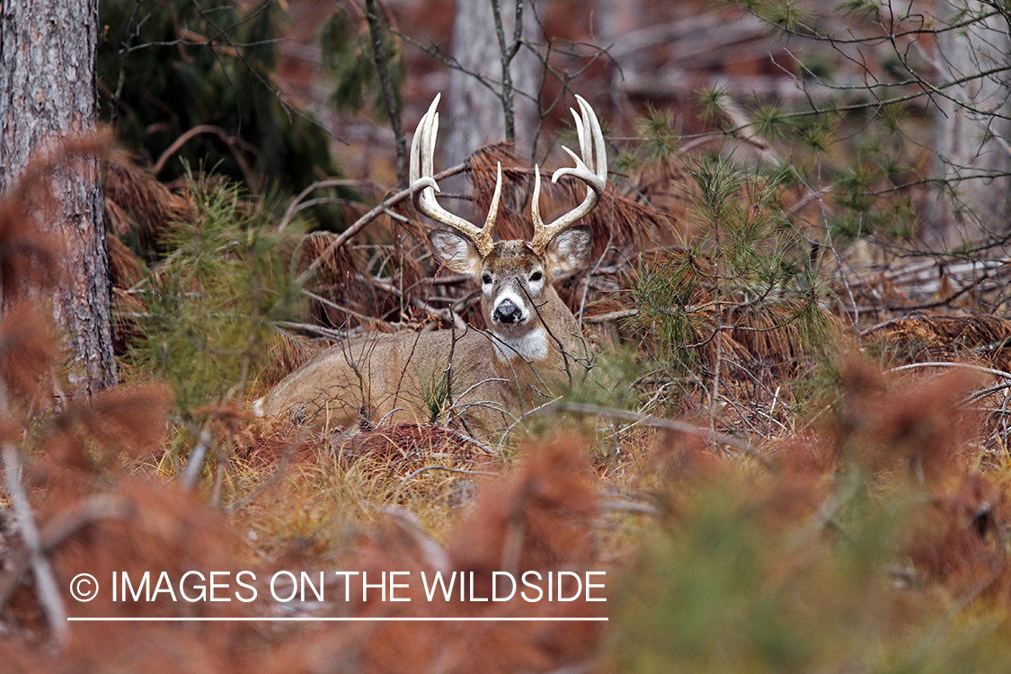 White-tailed buck in habitat. *