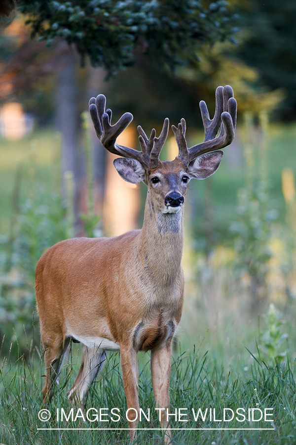 White-tailed buck in summer habitat *