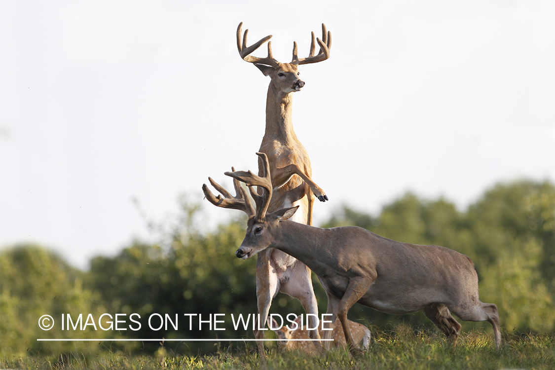 White-tailed bucks fighting. 