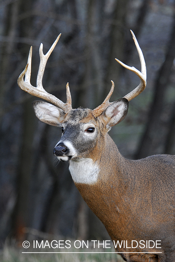 White-tailed buck in habitat. 