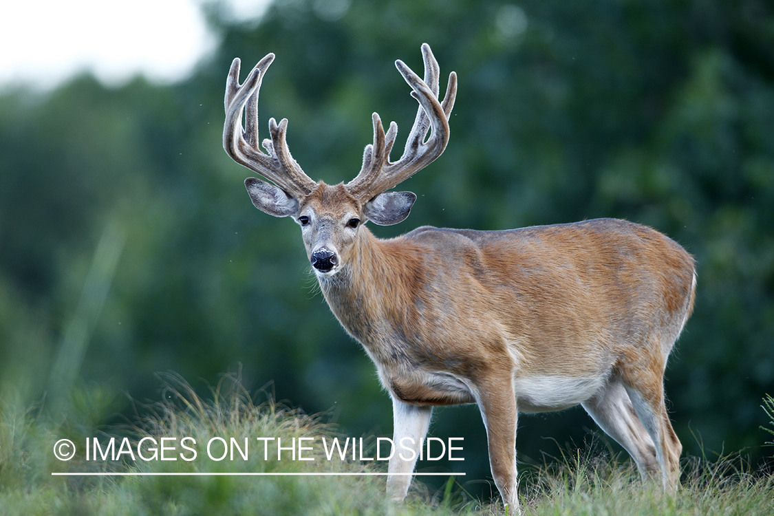 White-tailed buck in velvet.  