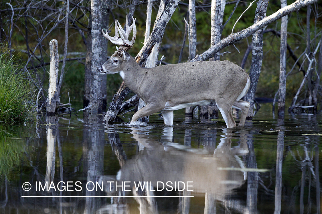 White-tailed buck with reflection.   