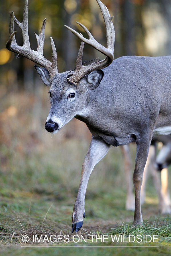 White-tailed buck in habitat. 