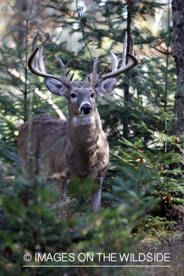 White-tailed buck in habitat. 