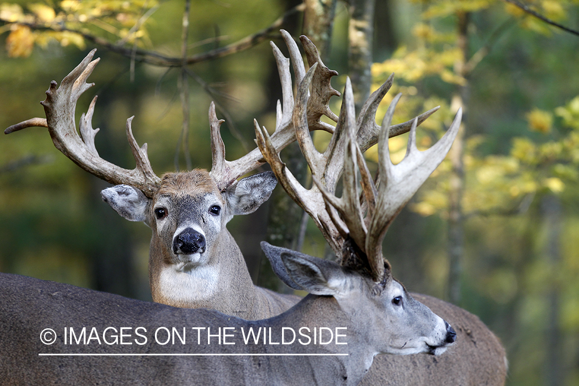 White-tailed bucks in habitat. 