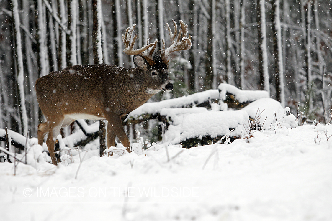 White-tailed buck in winter. 