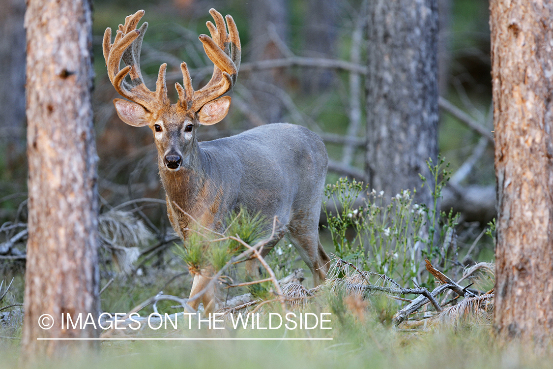 White-tailed buck in habitat.