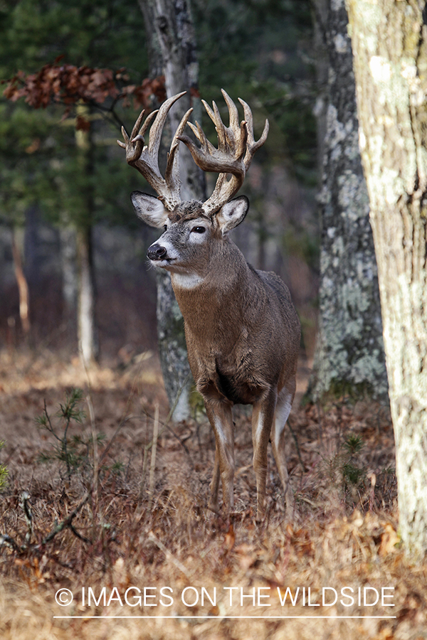 White-tailed buck in habitat.