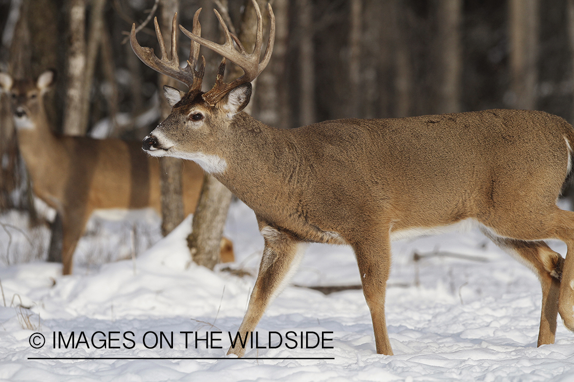 White-tailed buck in winter habitat.