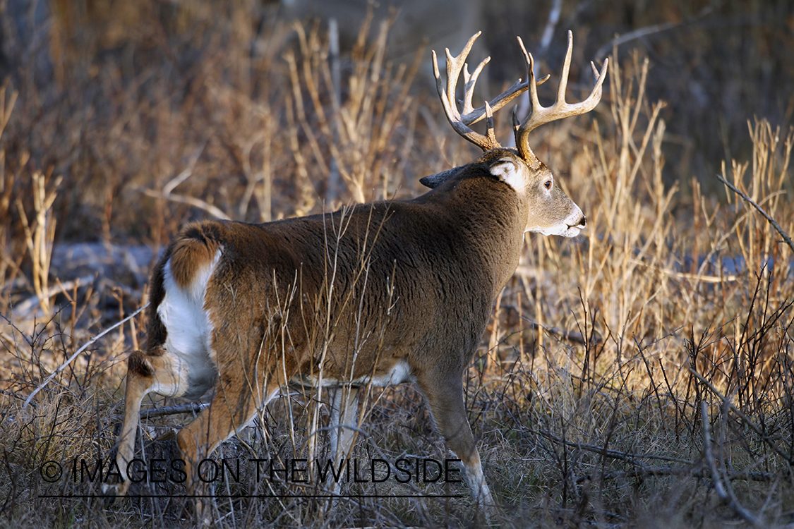 White-tailed buck fleeing.