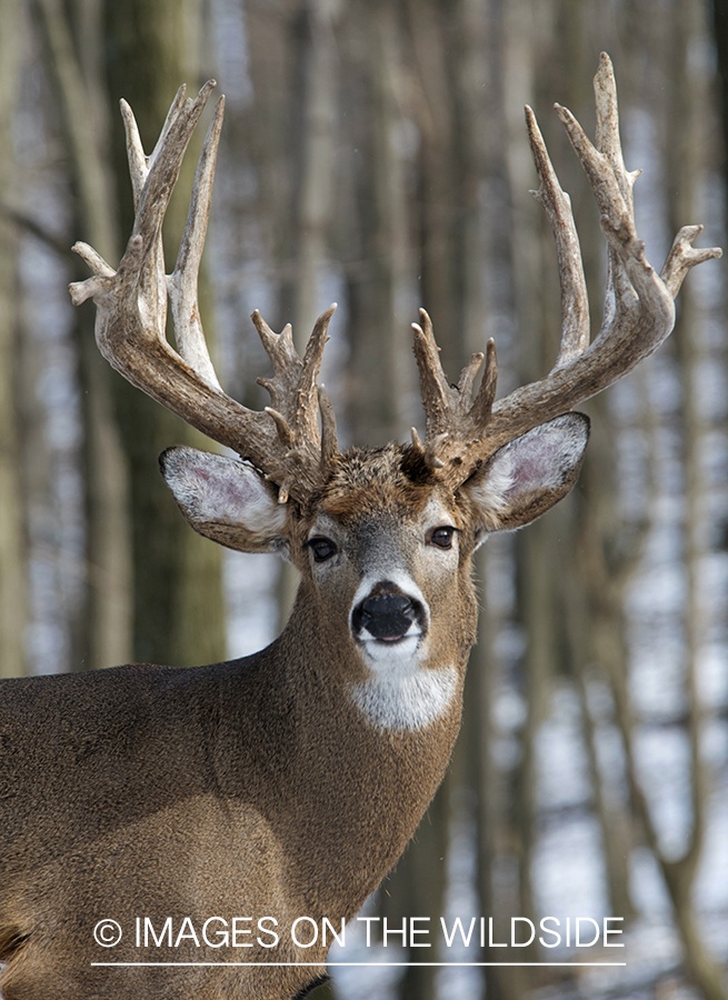 White-tailed buck in habitat.