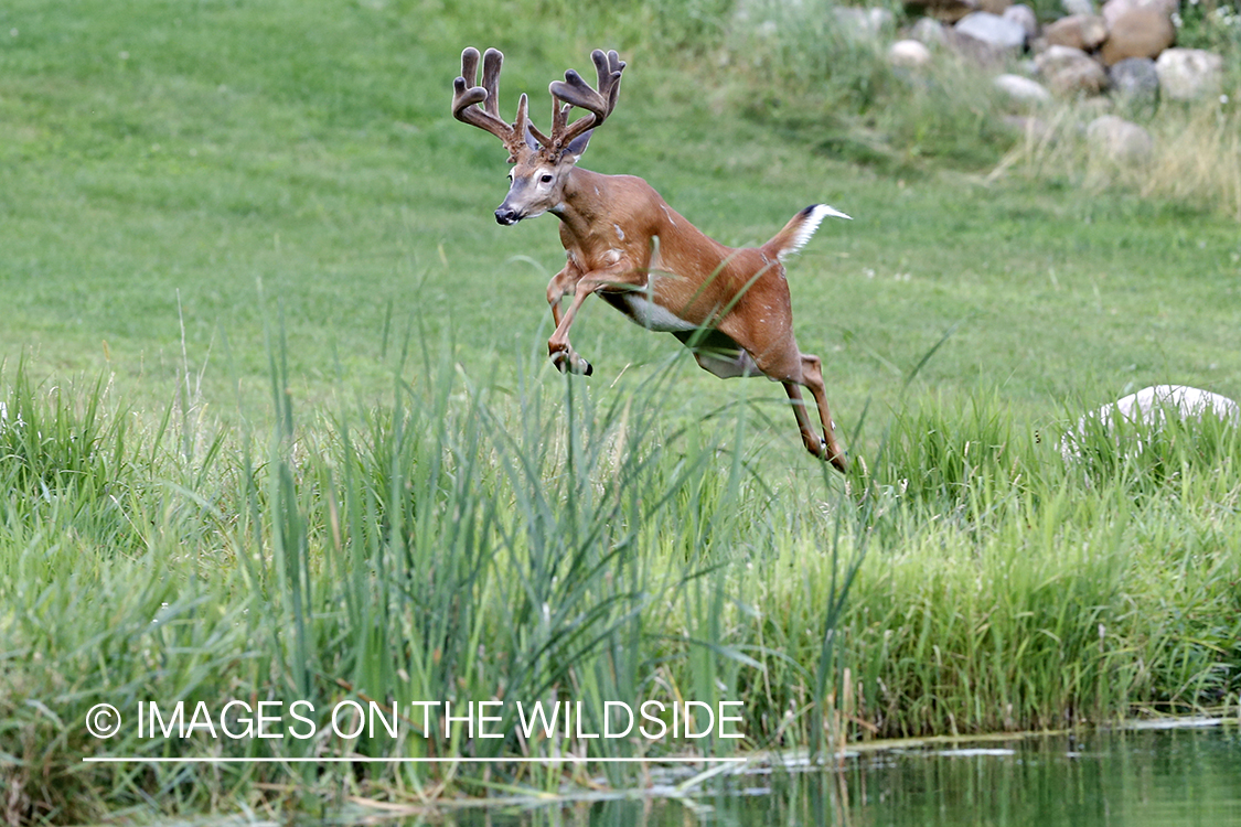 White-tailed buck in habitat.