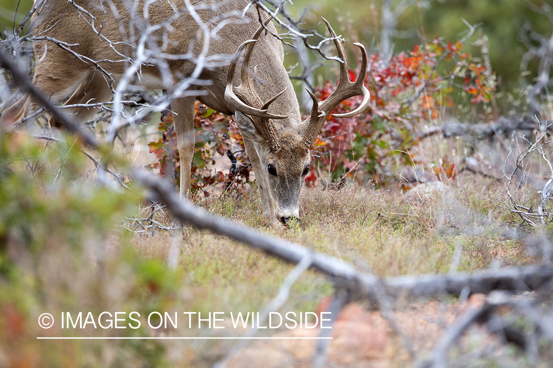 White-tailed buck in habitat. 