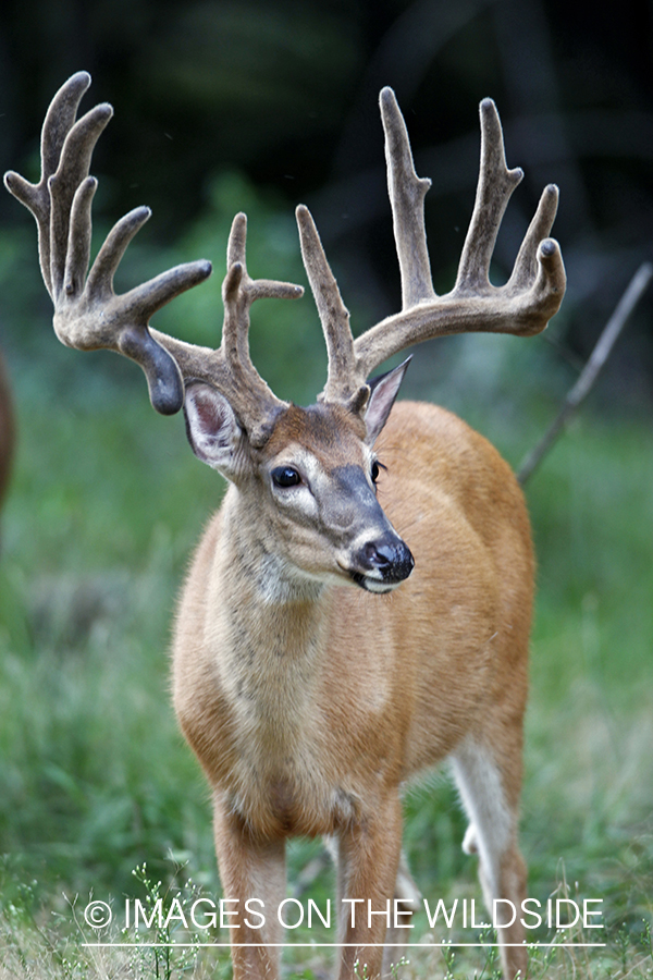 White-tailed buck in velvet.