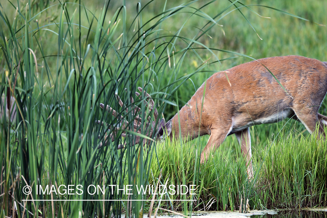 White-tailed buck in velvet.