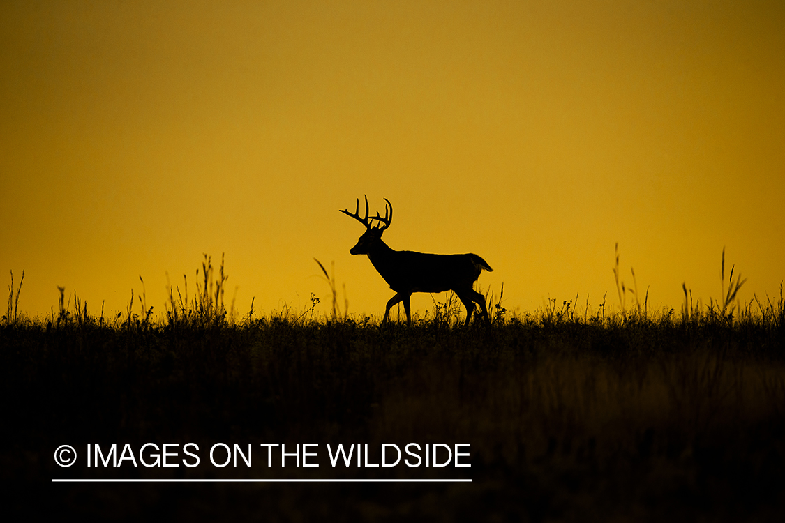 White-tailed buck in habitat. (silhouette)