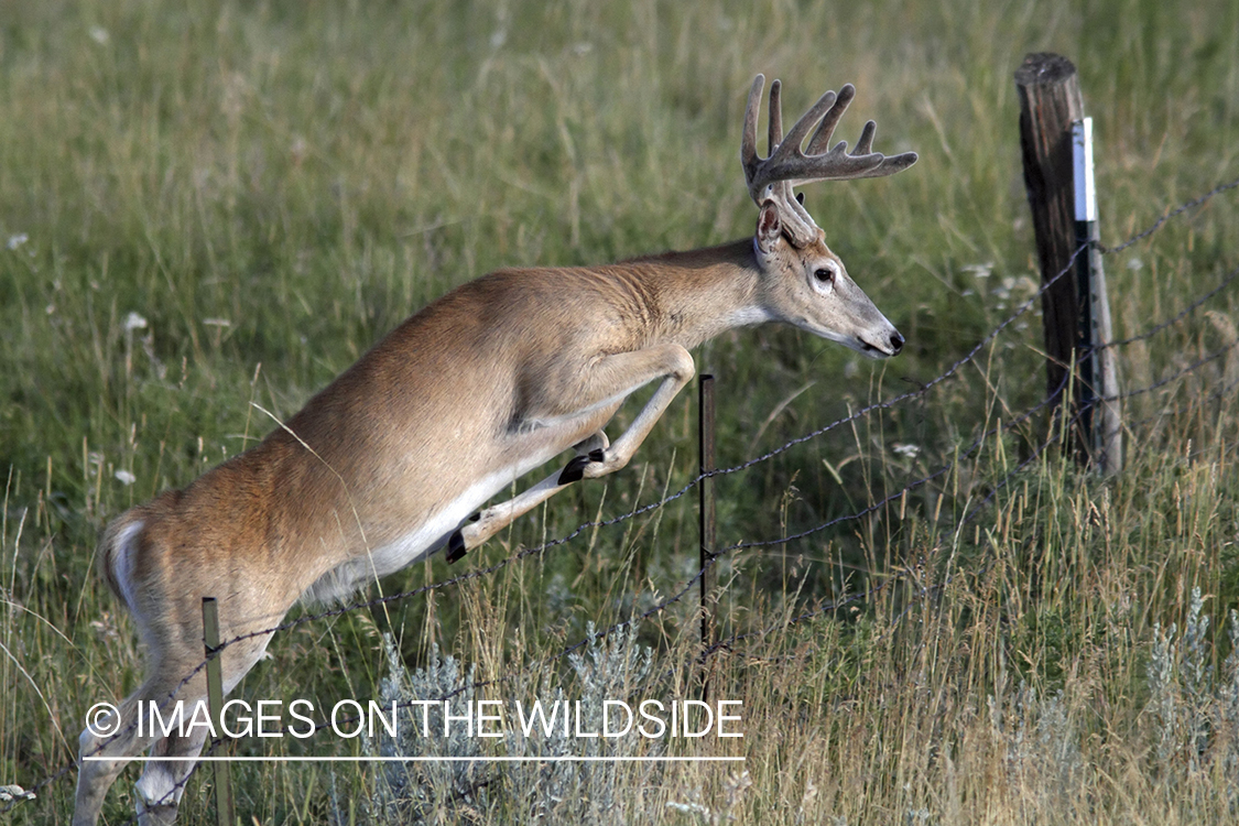 White-tailed buck jumping fence.