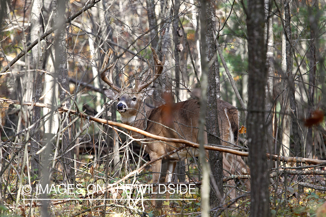 White-tailed buck in habitat.